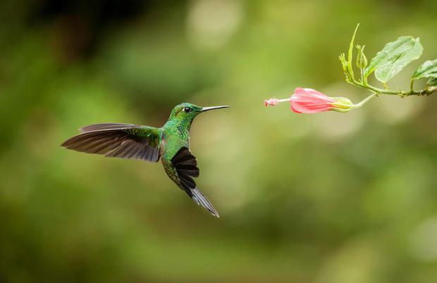 Kolibri var sist spārnus lidz... Autors: PartyFreak2013 25 aizraujoši fakti!