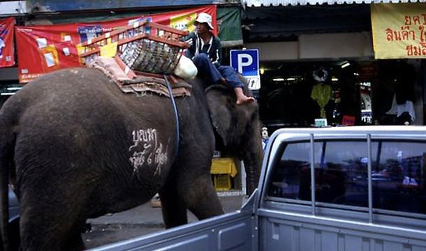 Ja Floridā esi piesējis ziloni... Autors: siiem Dīvainākie likumi autovadītājiem