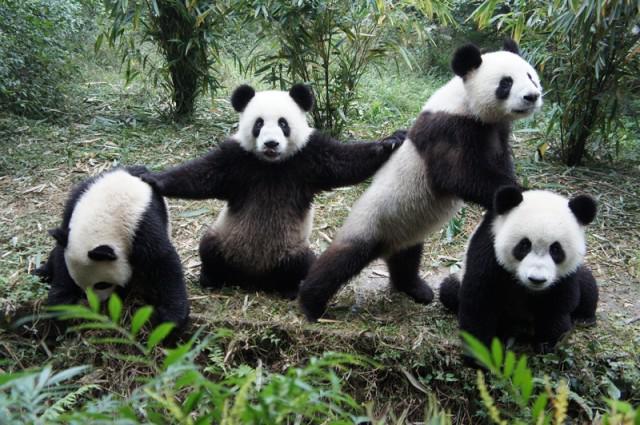 Milzu pandas var nostāties uz... Autors: Kapteinis Cerība Interesanti Fakti Par MILZU PANDĀM