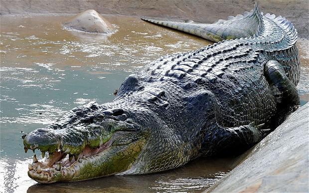 Krokodili un aligatoriLai gan... Autors: Fosilija Bīstamākie no bīstamakājiem dzīvniekiem