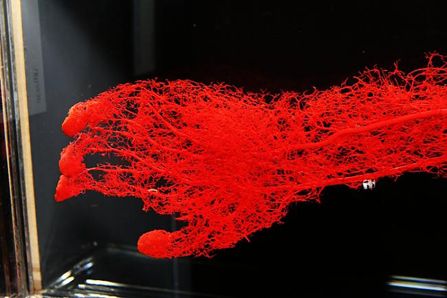 Rokas asinsvadi Redzams cik... Autors: Prāta Darbnīca Episkas bildes ar nelielu zinātnes piešprici