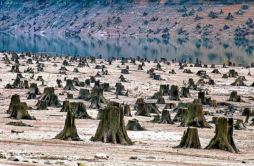 Lielā mežu izcriscaronana Autors: Kapteinis Cerība Cilvēki lēnām iznīcina Zemi.