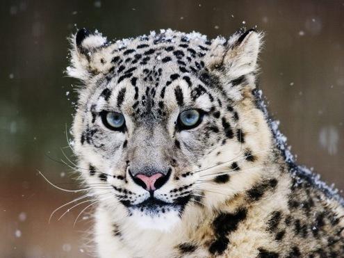 Sniega leopardsSniega leopardi... Autors: bu4muliite Pasaules apdraudētie dzīvnieki. #2