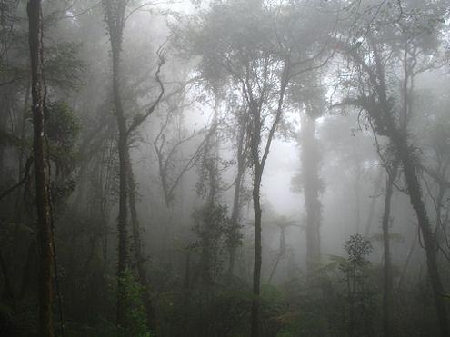 Rīta migla Autors: Fosilija Daba tropiskajos lietusmežos.