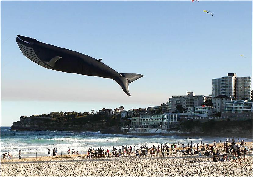 Gaisa pūķu festivāls Sidnejā... Autors: Kolch 15 fotogrāfijas kuru patiesumam grūti noticēt.