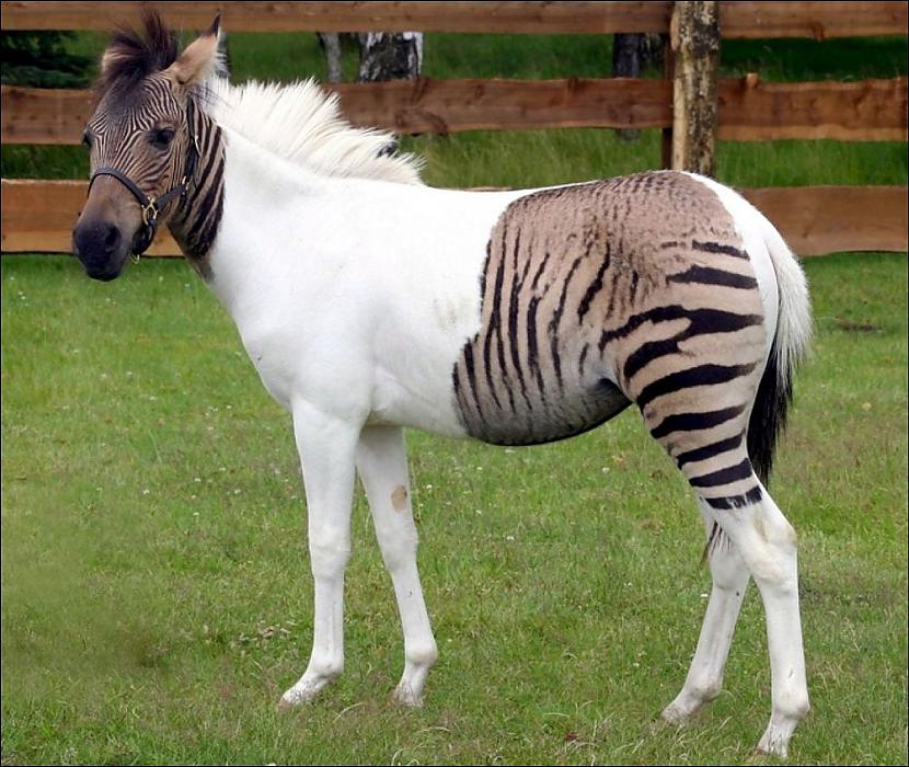 Zebroīds zebras un ponija... Autors: Kolch 15 fotogrāfijas kuru patiesumam grūti noticēt.
