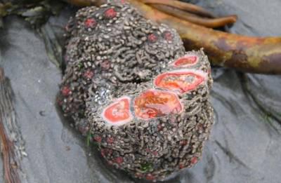 Elpo un barojās scaronis... Autors: beatitudinem Pyura chilensis - "Asiņainais akmens", no jūras.
