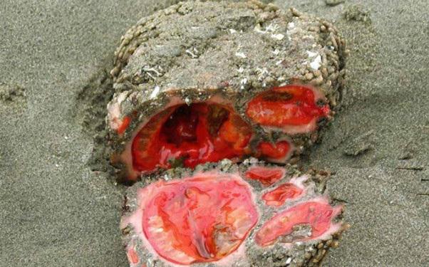  Autors: beatitudinem Pyura chilensis - "Asiņainais akmens", no jūras.