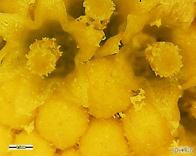 Scaronī ir margarietiņa kas... Autors: Moonwalker Ikdienas priekšmeti manā mikroskopā 5. daļa