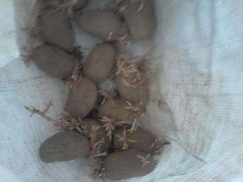 Tātad scaronie ir kartupeļi... Autors: Daniels 00 Mājas apstākļos čipši :) (PACELTS)