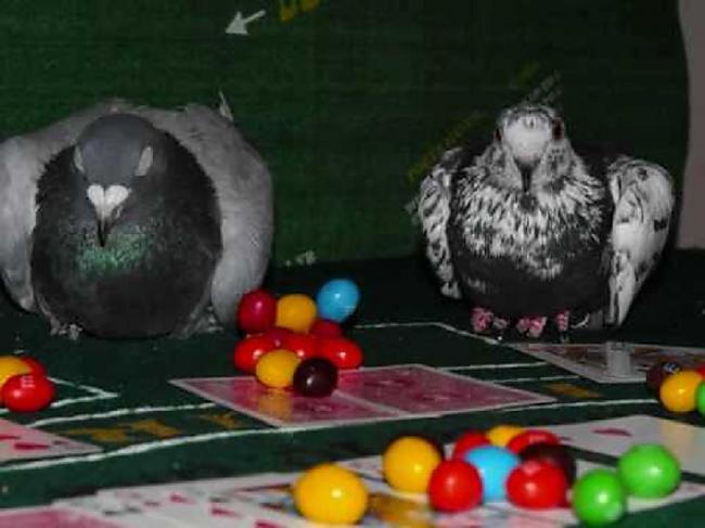 Baloži spēlē azartspēlesBūtu... Autors: kaķūns Š O K S !  Dzīvnieki dara cilvēku lietas