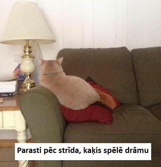  Autors: elv1js Kaķu saimnieki sapratīs