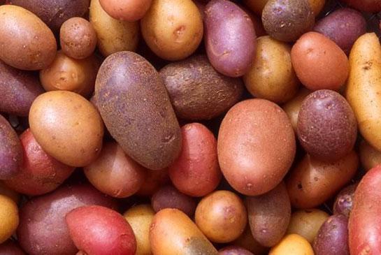 Food and Agriculture... Autors: ProudBe Fakti par kartupeļiem!