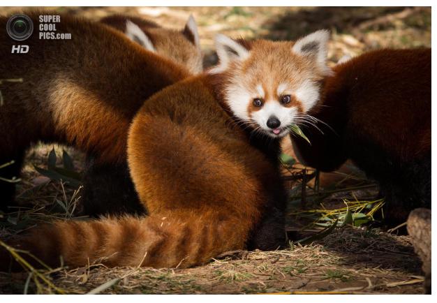 Sarkanās pandas savā starpā... Autors: Owl Star Fakti par pandām.