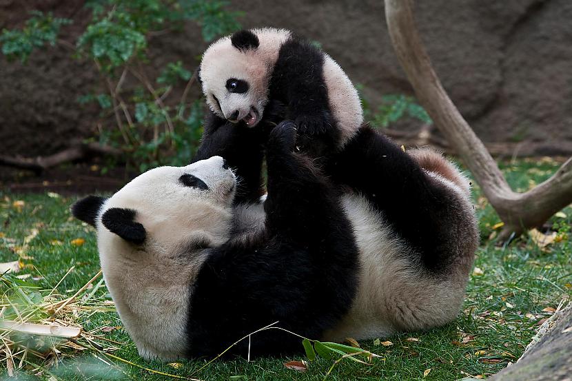 Savvaļā lielās pandas mātītēm... Autors: Owl Star Fakti par pandām.