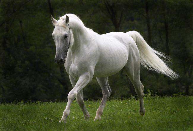 Nav divu vienādu zirgu Autors: Tvītotāja Fakti par zirgiem