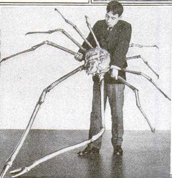 The giant Japanese spider... Autors: FoxRio Neredzētas radībiņas
