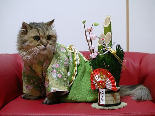  Autors: bombongs Japānas jaunais modes kliedziens, kimono kaķiem.