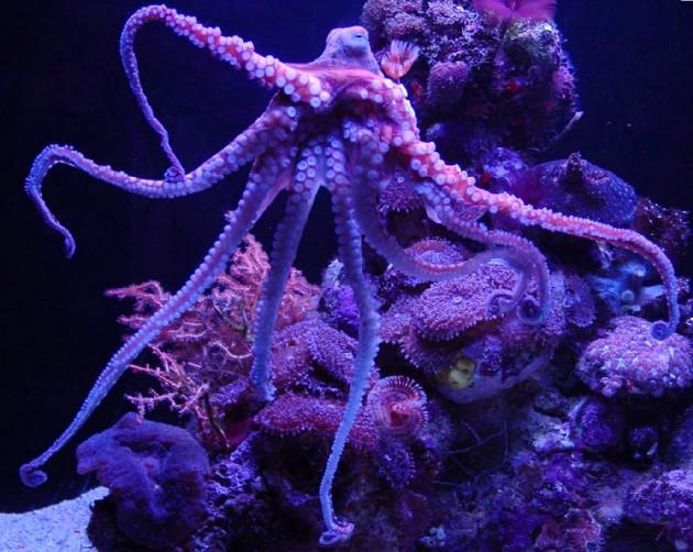 6nbspnbspnbsp Astoņkājim ir... Autors: RAKSTIŅ MEISTARS Fakti par dzīvniekiem