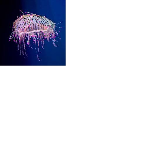 Medūza sastāv no deviņdesmit... Autors: 12 Faktu MEGApaka (50 fakti)
