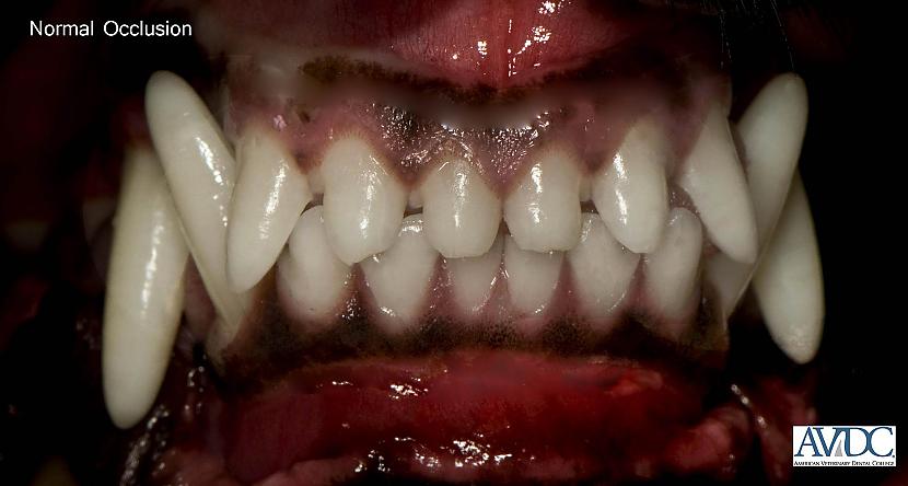 Tīriet zobus tikai un vienīgi... Autors: Cicicita 29 labākie veidi kā SASLIMT ar vēzi (otrā daļa)