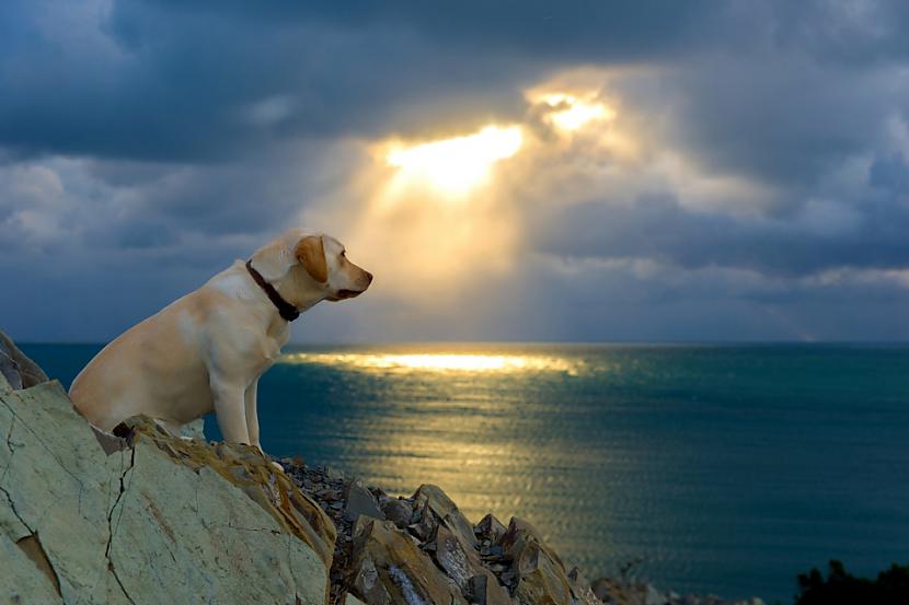 Labradorus sauc par... Autors: Angusiņš kādēļ labradori ir vispopulārākie suņi uz pasaules