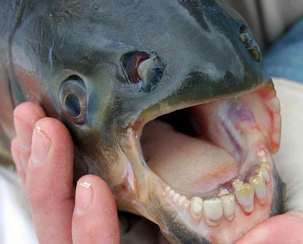 The Pacu Fish Paku... Autors: sancisj Dīvaini dzīvnieki par kuru eksistenci tu pat nenojaut!