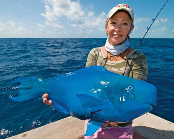 The Blue Parrotfish Zilā... Autors: sancisj Dīvaini dzīvnieki par kuru eksistenci tu pat nenojaut!
