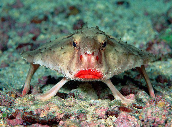 Redlipped Batfish Sarkanlūpu... Autors: sancisj Dīvaini dzīvnieki par kuru eksistenci tu pat nenojaut!