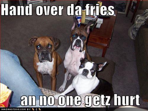  Autors: ProudBe Funny dogs!