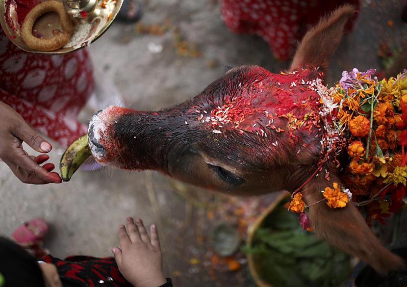 Trescaronā diena  Gai Puja un... Autors: Trakais Jēgers Tihar festivāls - pateicība suņiem par uzticību