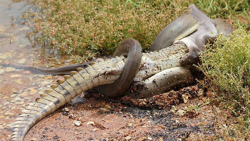  Autors: horsemenmuzika Čūska pēc 5 stundu cīņas apēd krokodilu
