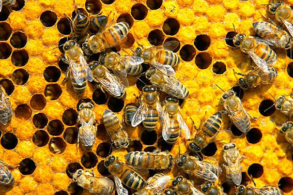 Bites izzūd pārāk ātri Ja tas... Autors: WhatDoesTheFoxSay Pasaules gals ir tepat ?