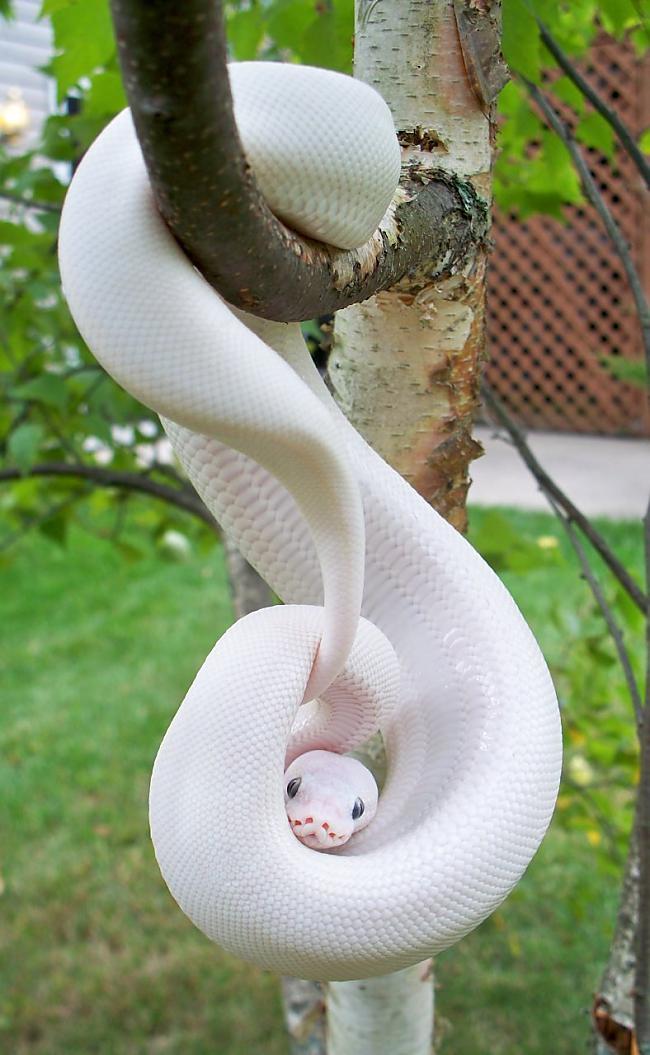 Šī žņaudzējčūska Autors: SākuDzīvi NoJauna Unikālie albīni - dzīvnieki, kurus daba aizmirsa izkrāsot.