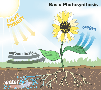 nbspVai arī fotosintēzes... Autors: Antons Austriņš Kas ir elektrība?