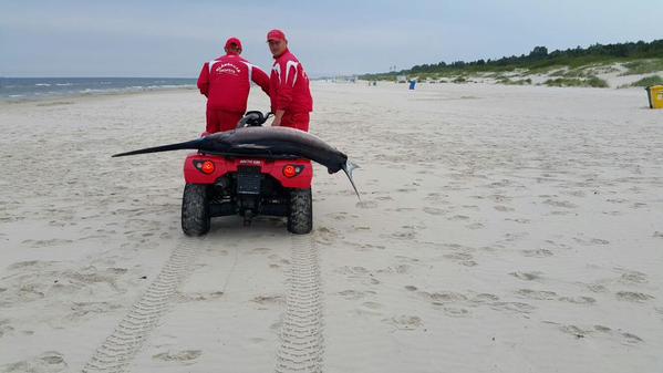 Kā liecina aģentūras LETA... Autors: SnYx Liepājas pludmalē izskalota eksotiskā zobenzivs.