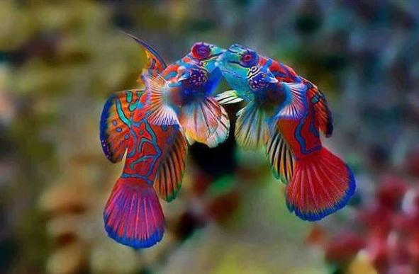 Mandarīna zivs Mandarin fish Autors: Fosilija Ticiet vai nē bet tas nav photoshops!