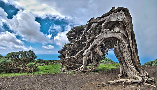 El Arbol de la Sabina Autors: SnYx 10 vissdīvainākie koki pasaulē.
