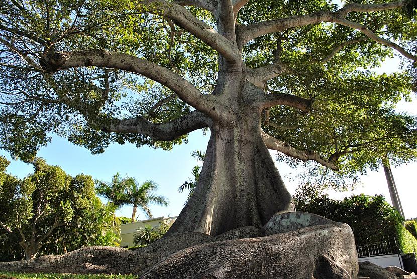 Kapok Tree Autors: SnYx 10 vissdīvainākie koki pasaulē.