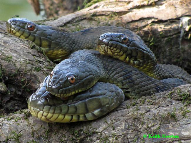 7 Čūskām ir spēcīgas skābes... Autors: Fosilija 15 Fakti par čūskām