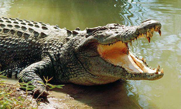 1 Krokodils 2013 gadā Gajs... Autors: WhatDoesTheFoxSay 5 biedējošākās lietas, kas tika atrastas zem gultas!