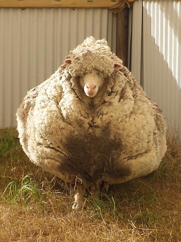 Hello drauginbsp Autors: matilde Kā izskatās aita, kurai necērpj vilnu 5 gadus? Mazs monstriņš.
