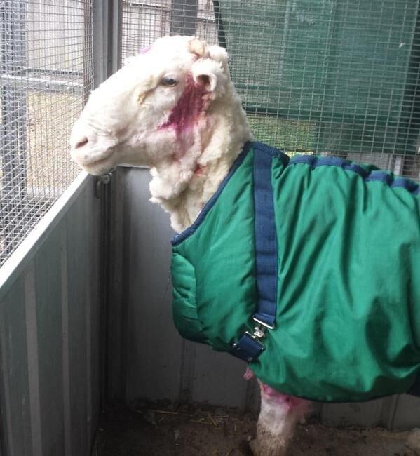 Kāds maziņscaron... Autors: matilde Kā izskatās aita, kurai necērpj vilnu 5 gadus? Mazs monstriņš.