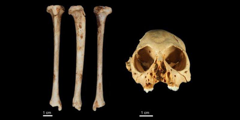 Lielais kauls no senā pērtiķa... Autors: Kapteinis Cerība Atklātas jaunas miljons gadu vecas pērtiķa fosīlijas