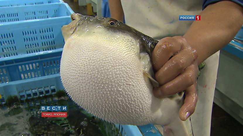 Fugu zivs 2015gadā ir... Autors: im mad cuz u bad Pasaulē bīstāmākie ēdieni
