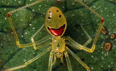 1 Happy face spider Burtiski... Autors: Zirnrēklis Neparastākie zirnekļi #2