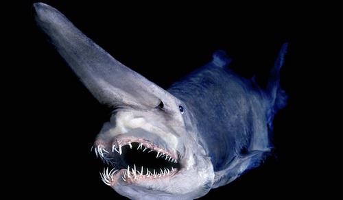 Goblina haizivsDzīvo pat līdz... Autors: Pūcīte10 12 Dziļo ūdens dzīļu iemītnieki