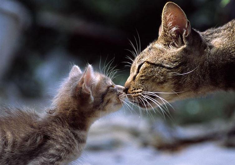 Kaķi sasveicinās saliekot kopā... Autors: kaķūns 16 faktiņi, kas iesildīs tavu sirsniņu ;)