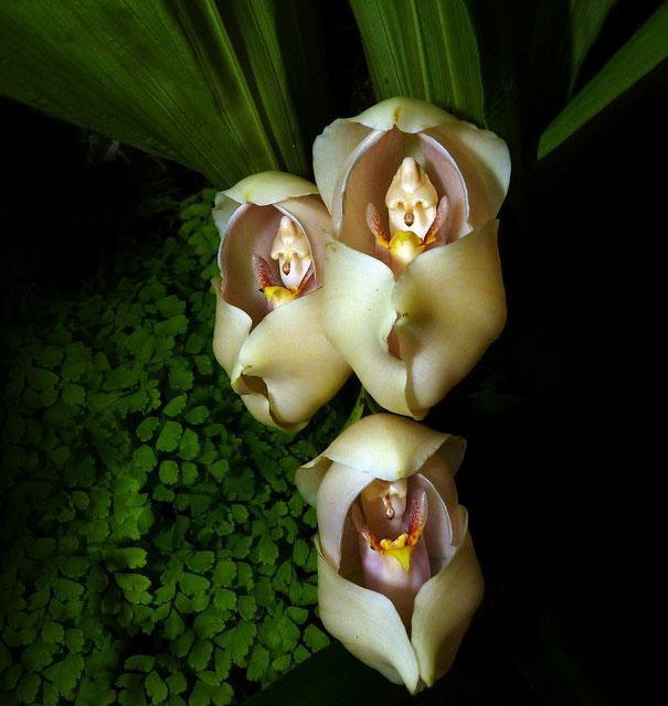 Anguloa Uniflora Autors: Prāta Darbnīca Ziedu ilūzijas - augi, kas izliekas