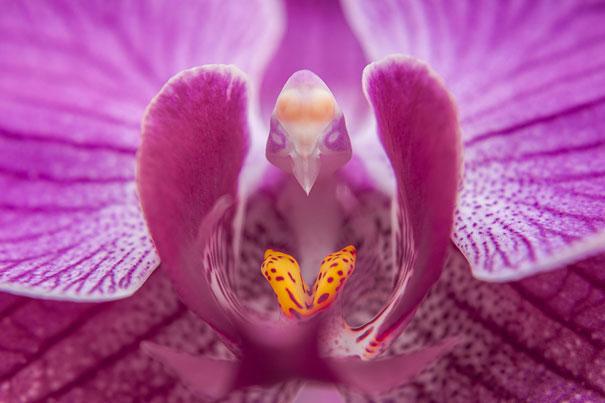  Autors: Prāta Darbnīca Ziedu ilūzijas - augi, kas izliekas